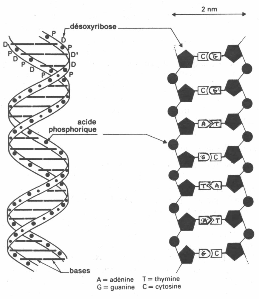 ADN 3 D 1.jpg